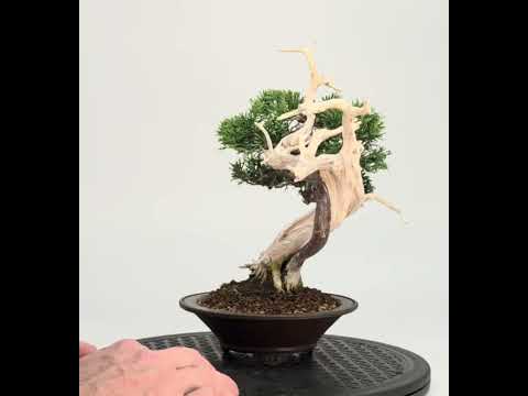 Bonsai Wacholder - Juniperus chinensis Shohin 19cm Video!!