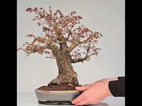 Bonsai Fächerahorn - Acer palmatum Arakawa 37cm - Video!!