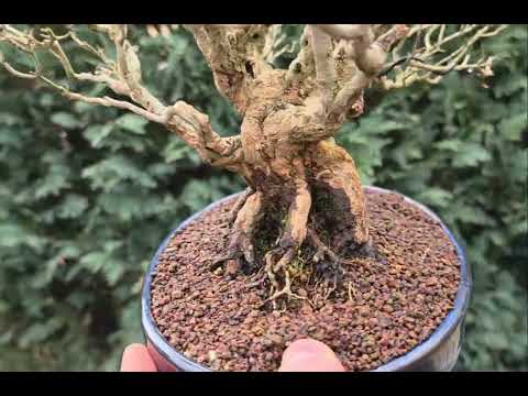 Bonsai Granatapfel - Punica granatum Ishizuki 27cm Video!!