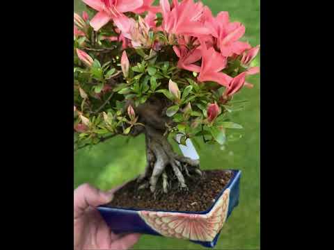 Bonsai Azalee - Rhododendron indicum - Yata no Kagami- Shohin 19cm Video!!