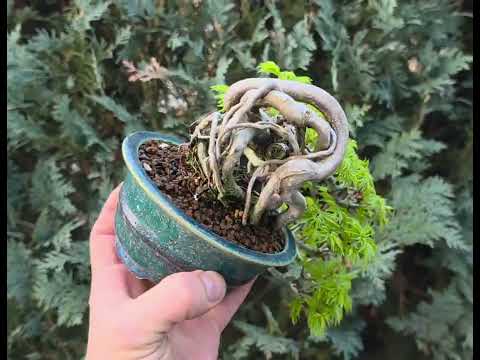 Bonsai Löwenkopfahorn- Acer palmatum Shishigashira Shohin 16cm Video!!
