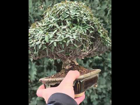 Bonsai Sternjasmin - Trachelospermum asiaticum 22cm Video!!