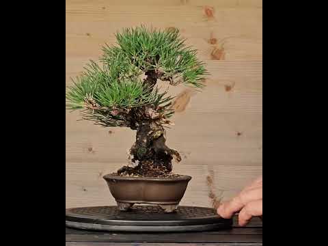 Bonsai Schwarzkiefer - Pinus thunbergii Shohin 21cm Video!!