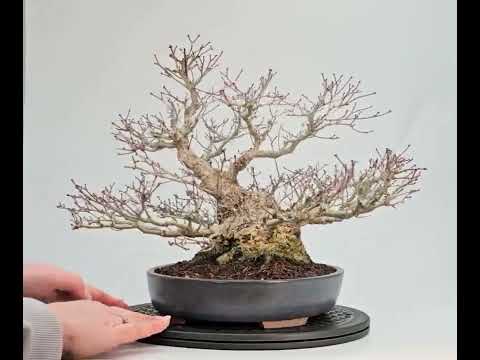 Bonsai Premium  Fächerahorn - Acer palmatum Shohin 25cm Video!!