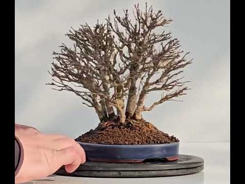 Bonsai Dreispitzahorn - Acer buergerianum Wald Yose-ue 20cm Video!! Bonsai Dreispitzahorn - Acer buergerianum Wald Yose-ue 20cm Video!!