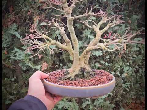 Bonsai Fächerahorn Acer Palmatum Yamamomiji Kabudachi 25cm - Video!!