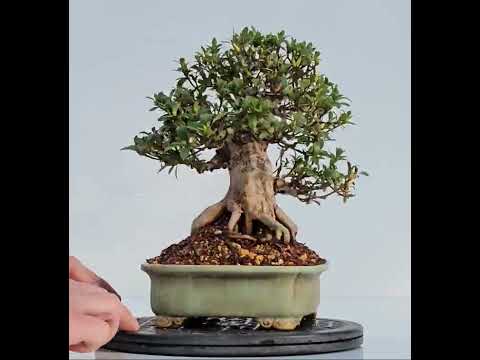 Bonsai Azalee Rhododendron indicum - Hi-no-maru - Shohin 19,5cm - Video!!