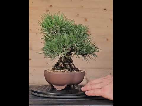 Bonsai Schwarzkiefer - Pinus thunbergii Shohin 20cm Video!!