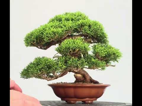 Bonsai Premium Wacholder - Juniperus chinensis Shohin 17cm Video!!
