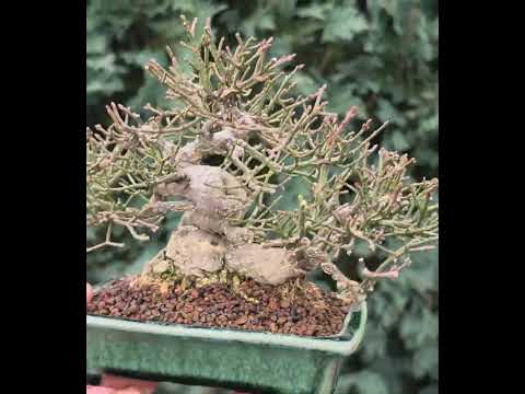  Bonsai Pfaffenhütchen - Euonymus Shohin 13,5cm Video!!