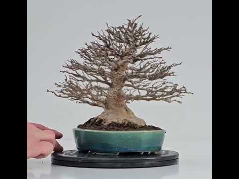Bonsai Dreispitzahorn - Acer buergerianum 21cm Bonsai Dreispitzahorn - Acer buergerianum 21cm