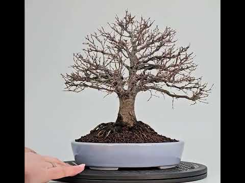 Bonsai Premium Zelkova serrata Shohin 21cm Video!!