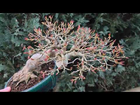 Bonsai Dreispitzahorn - Acer buergerianum 14cm Video!!