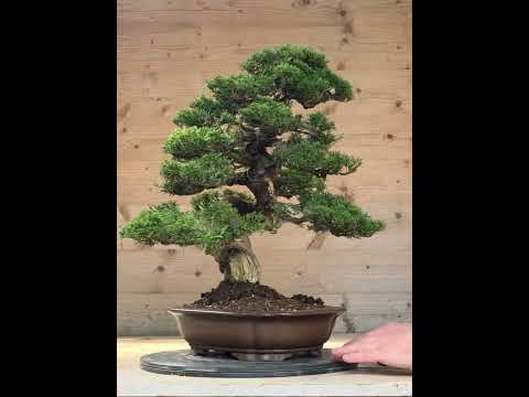 Bonsai Wacholder Juniperus chinensis shimpaku 46 cm Video!!