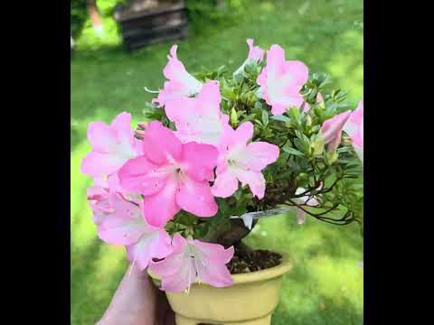 Bonsai Azalee - Rhododendron indicum - Shugestu Shohin 18cm Video!!