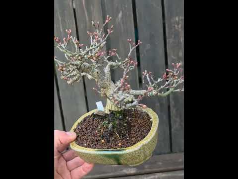 Bonsai Premium Löwenkopfahorn- Acer palmatum Shishigashira Shohin 16cm Video!!