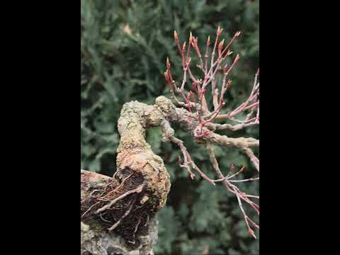 Bonsai Premium Fächerahorn - Acer palmatum Arakawa Ishizuki Shohin 16cm Video!!