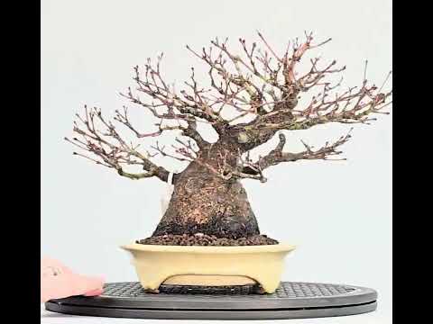 Bonsai Premium Fächerahorn - Acer palmatum Shohin 18cm Video!!