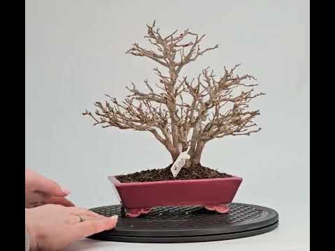 Bonsai Premium Dreispitzahorn - Acer buergerianum Shohin 24cm Video!!