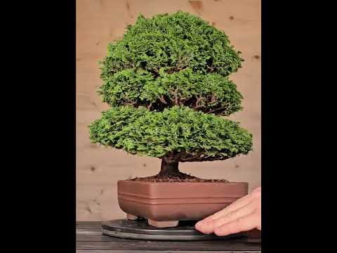 Bonsai Chamaecyparis obtusa 29,5cm Video!!