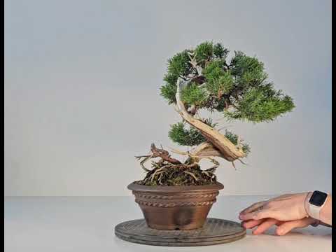 Bonsai Wacholder Juniperus chinensis shimpaku 36,5 cm Video!!