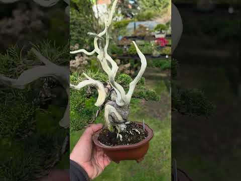 Bonsai Premium Wacholder - Juniperus chinensis 13/30cm Video!!