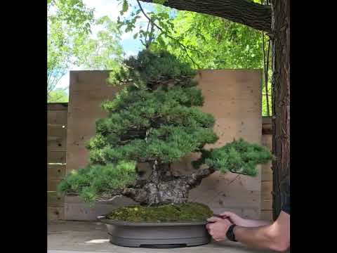 Bonsai Mädchenkiefer Pinus parviflora zuisho 86cm Video!! Bonsai Mädchenkiefer Pinus parviflora zuisho 86cm Video!!