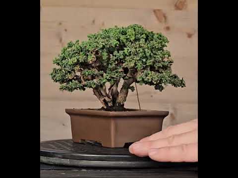 Bonsai Chamaecyparis obtusa Sekka hinoki Shohin 12,5cm Video!!