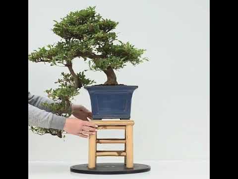Bonsai Azalee -  Rhododendron indicum hanabin 63cm Video!!