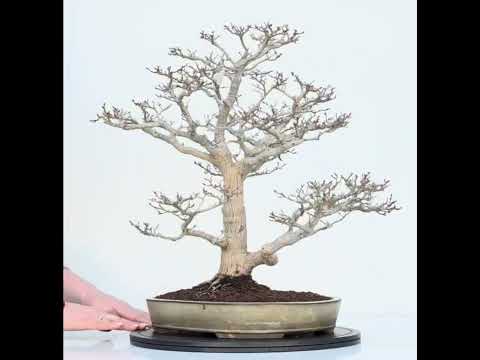 Bonsai Premium Löwenkopfahorn- Acer palmatum Shishigashira 47cm Video!!