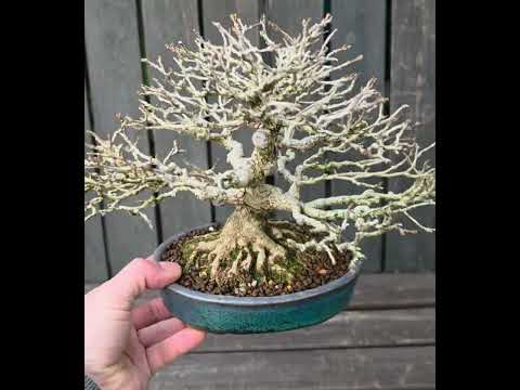 Bonsai Premium Duftahorn - Premna japonica Shohin 20cm Video!!