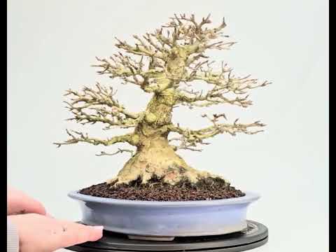 Bonsai Premium Dreispitzahorn - Acer buergerianum Shohin 25cm Video!!