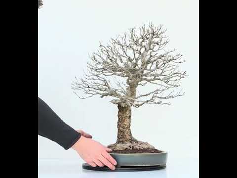 Bonsai Dreispitzahorn  - Acer buergerianum Arakawa 63cm Video!!