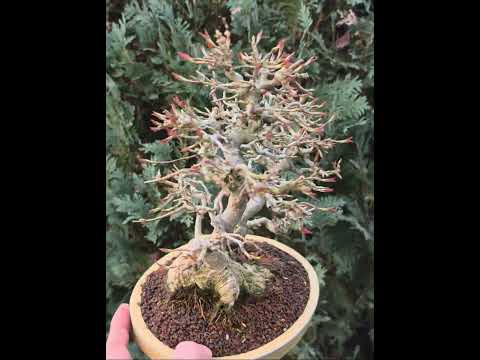 Bonsai Dreispitzahorn - Acer buergerianum 23cm Video!!