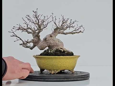 Bonsai Fächerahorn - Acer palmatum Shohin 16cm Video!!! Bonsai Fächerahorn - Acer palmatum Shohin 16cm Video!!!