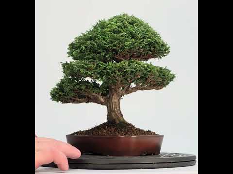 Bonsai Premium Muschelzypresse - Chamaecyparis obtusa 23cm Video!!