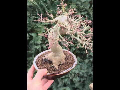 Bonsai Premium Fächerahorn - Acer palmatum Orihime Shohin 20cm Video!!