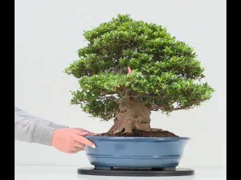 Bonsai Premium Azalee -  Rhododendron indicum Jyukou 40cm Video!!