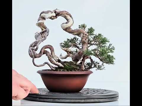 Bonsai Wacholder Juniperus Itoigawa 18cm Video!! Bonsai Wacholder Juniperus Itoigawa 18cm Video!!