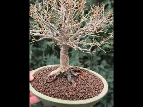 Bonsai Zelkova serrata Shohin 21cm Video!!