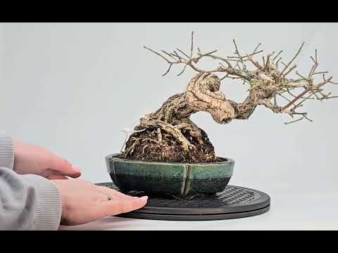Bonsai  Premium Pfaffenhütchen - Euonymus Shohin 19cm Video!!