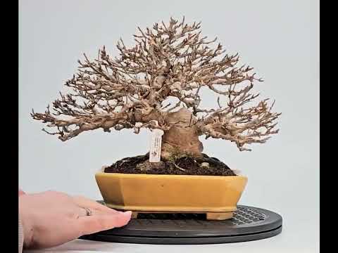 Bonsai Premium Dreispitzahorn - Acer buergerianum Shohin 19cm Video!!