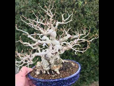 Bonsai Premium Koreanische Hainbuche - Carpinus coreana Shohin 21cm Video!!