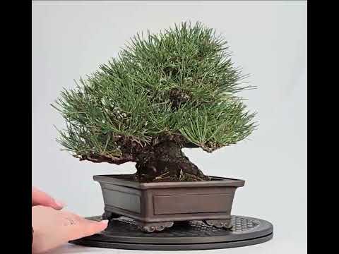 Bonsai Schwarzkiefer - Pinus thunbergii Shohin 21cm Video!! 