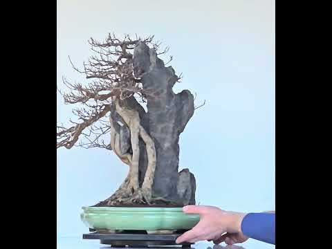 Bonsai Dreispitzahorn - Acer buergerianum Ishizuki 56cm - Video!! Bonsai Dreispitzahorn - Acer buergerianum Ishizuki 56cm - Video!!