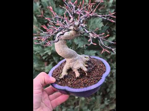 Bonsai Premium Fächerahorn - Acer Palmatum Katsura Shohin 15cm Video!!