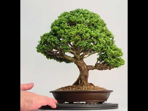 Bonsai Muschelzypresse - Chamaecyparis obtusa 30cm Video!!