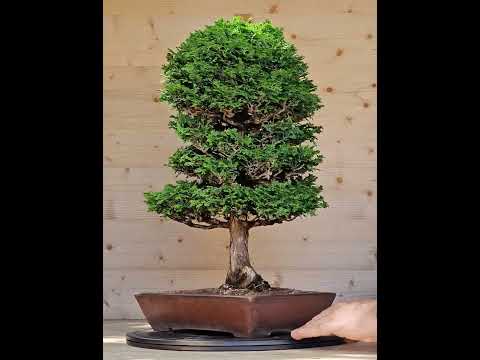 Bonsai Chamaecyparis obtusa 46,5 cm Video!!