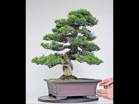 Bonsai Wacholder Juniperus chinensis shimpaku 46 cm Video!!