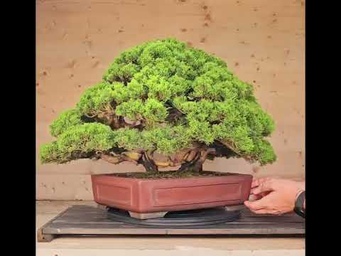 Bonsai Wacholder Juniperus chinensis shimpaku 39 cm Video!! Bonsai Wacholder Juniperus chinensis shimpaku 39 cm Video!!